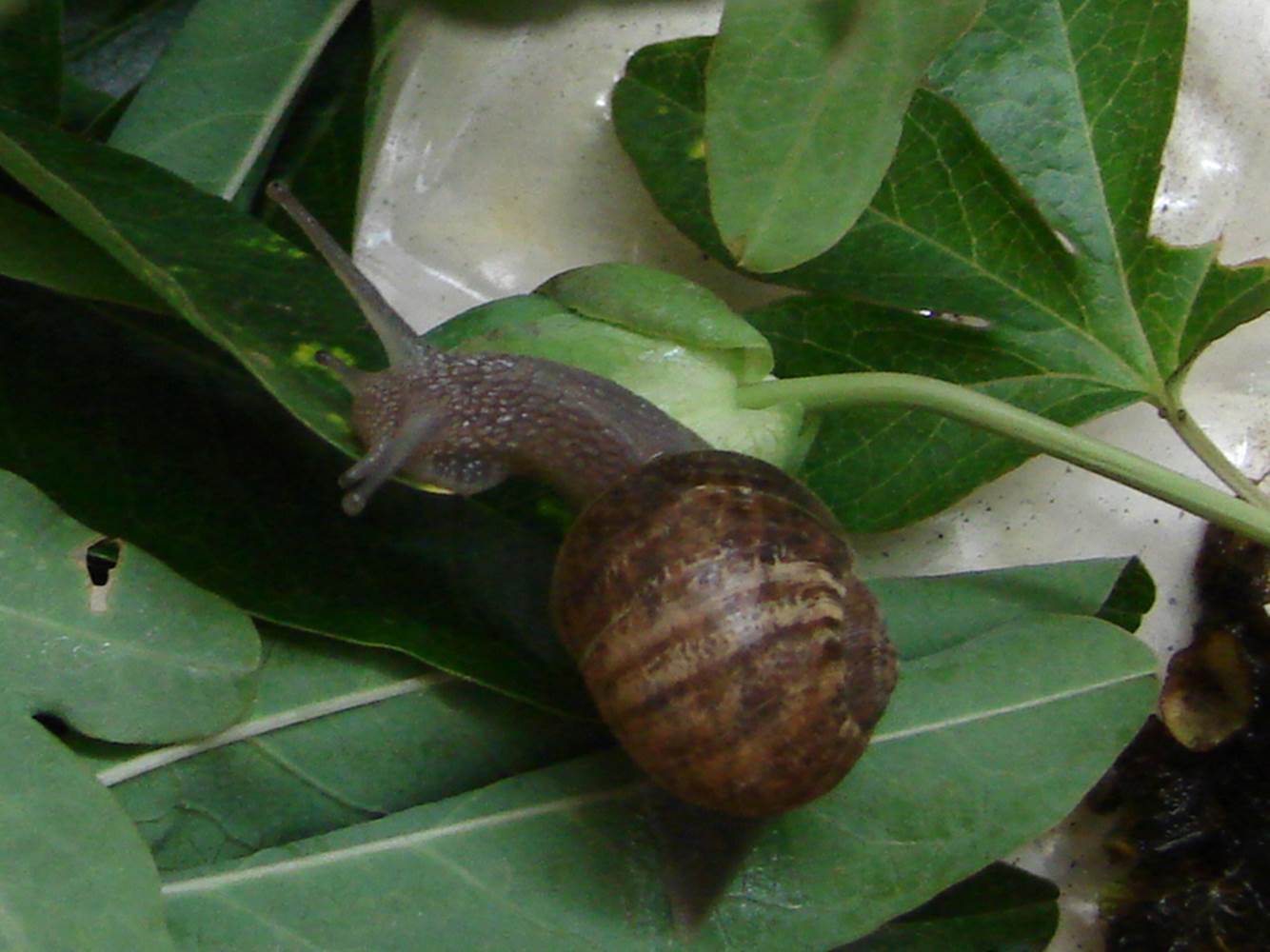 caracol