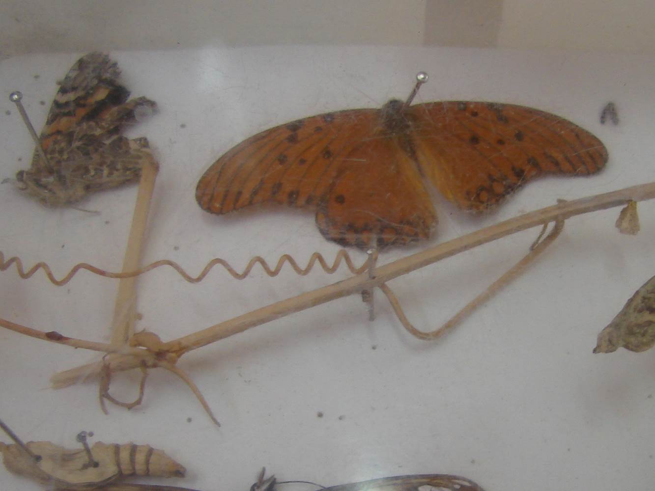 mariposas